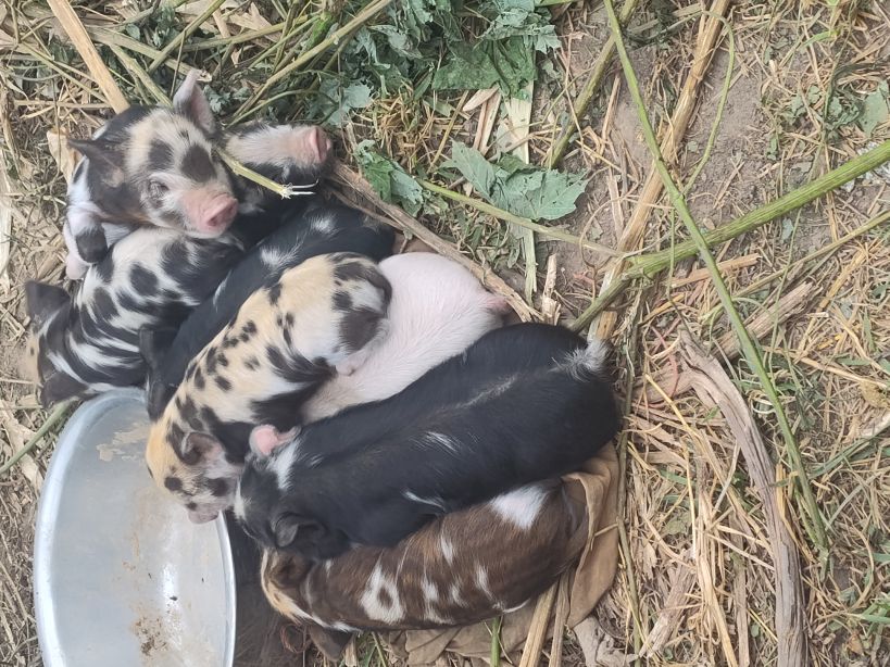 kune kune pile of pigs